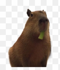 Capybara Sticker - Groundhog Day Emoji,Capybara Emoji