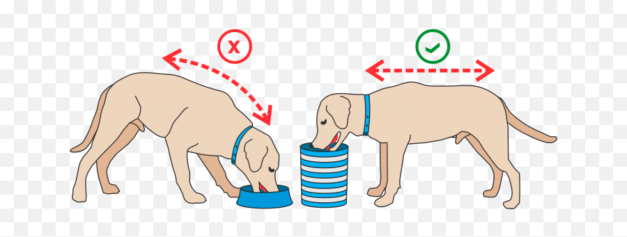 Por Que A Altura Correta É Tão Importante - Animalart Pote De Ração Alto Emoji,Emoticons De Cachorro