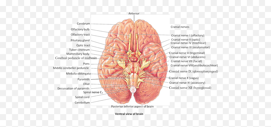 Jee Main Jee Advanced Cbse Neet Iit Free Study Packages - Middle Of Brain Called Emoji,Part Of Brain For Emotion