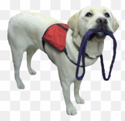 Uncategorized - Therapy Dog White Background Emoji,Dogs Display Human Emotions