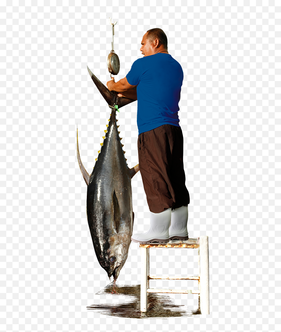 Download Marine Tuff Shrimp Boots - Pull Fish Out Of Water Atlantic Bluefin Tuna Emoji,Shrimp Emoji