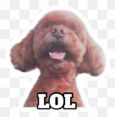 Didi The Poodle Stickers For Whatsapp - Poodle Happy Whatsapp Stickers Emoji,Dog Emojis Poodle