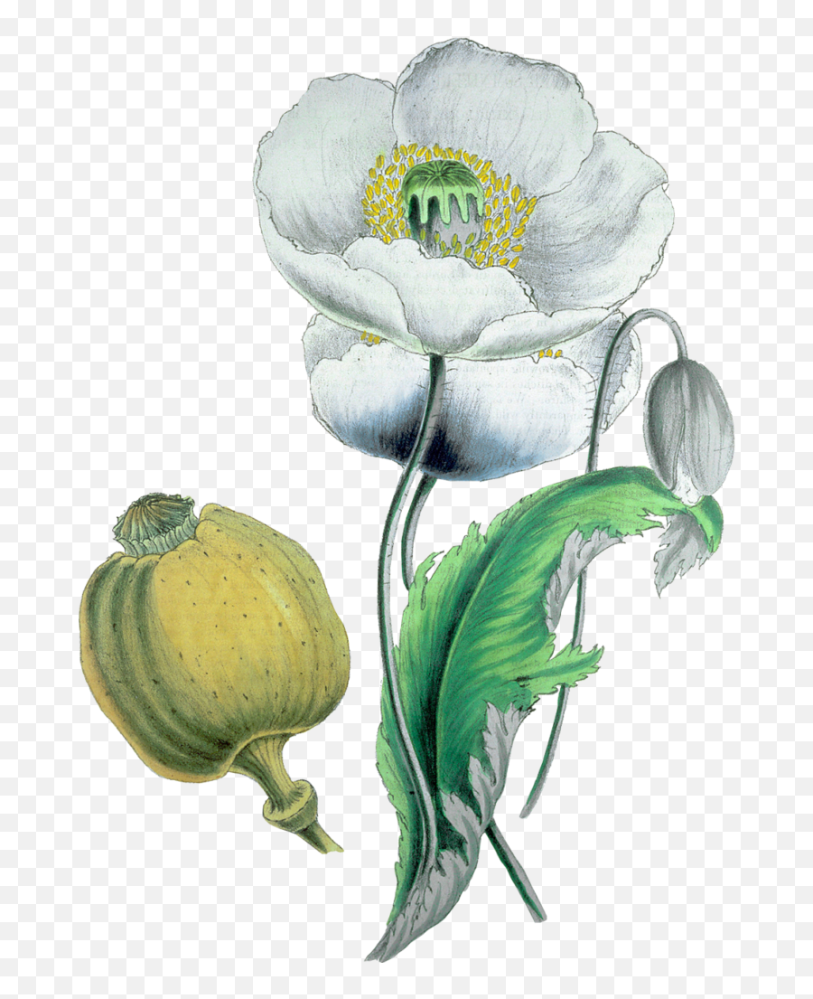 Eighteenth - Opium Flower Emoji,18th Century Emotions In Artwork
