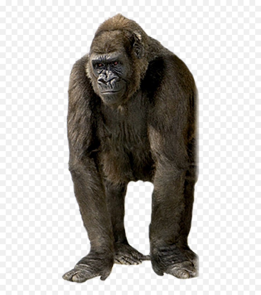 Gorilla Png Transparent Background Free Download - Gorilla Blank Background Emoji,Where Is The Gorilla Emoji