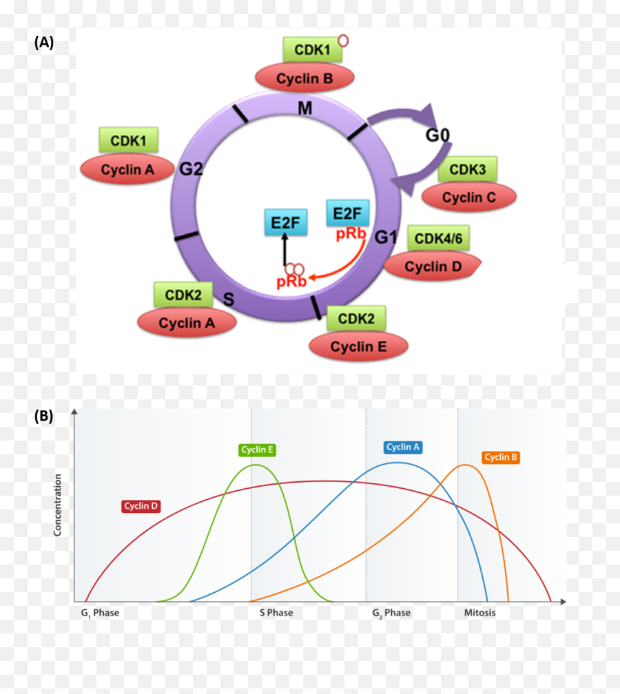 Chapter 9 Dna Replication U2013 Chemistry Emoji,Underwater Creature That Looks Like It Has A Surprised Emoticon