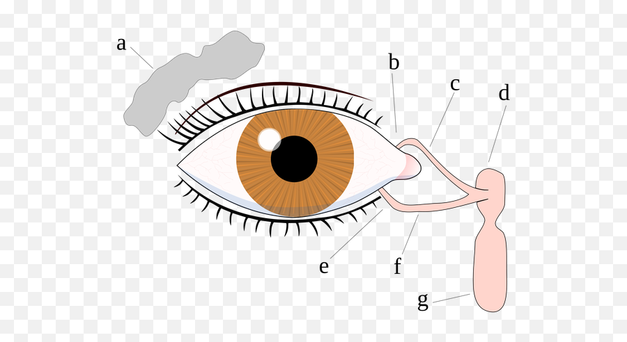 Does The Chemical Composition Of Tears Differ Based On The - Happens If You Get Soap In Your Eye Emoji,The Chemistry Of Emotions