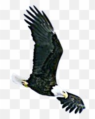Falcon American - Freedom Emoji,American Eagle Emoji