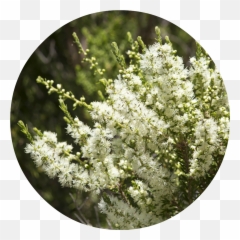 Rosalina Essential Oil - Rosalina Oil Emoji,Emotions Green Mandarin