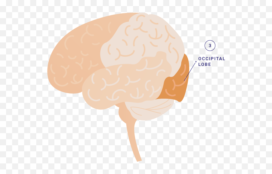 Talk The Tot Brain Components - Brain Emoji,Part Of The Brain Controls Emotion