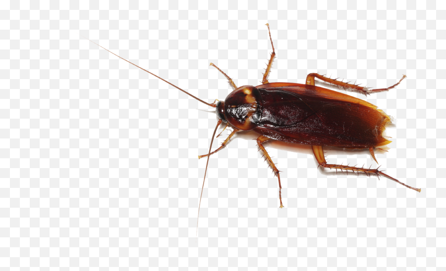 Cockroach Images Free Download - East African Cockroach Emoji,Cockaroch Emoji