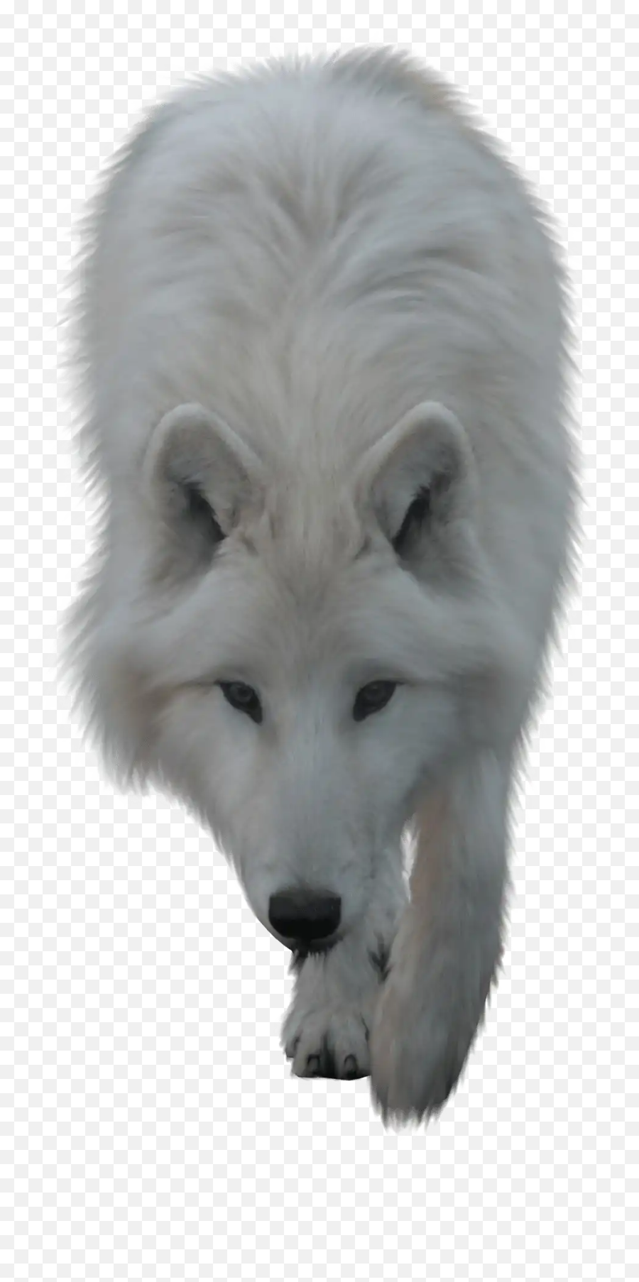 The Most Edited Wolfart Picsart - White Wolf Png Hd Emoji,Arctic Fox Laughing Emoji
