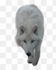 The Most Edited Wolfart Picsart - White Wolf Png Hd Emoji,Arctic Fox Laughing Emoji