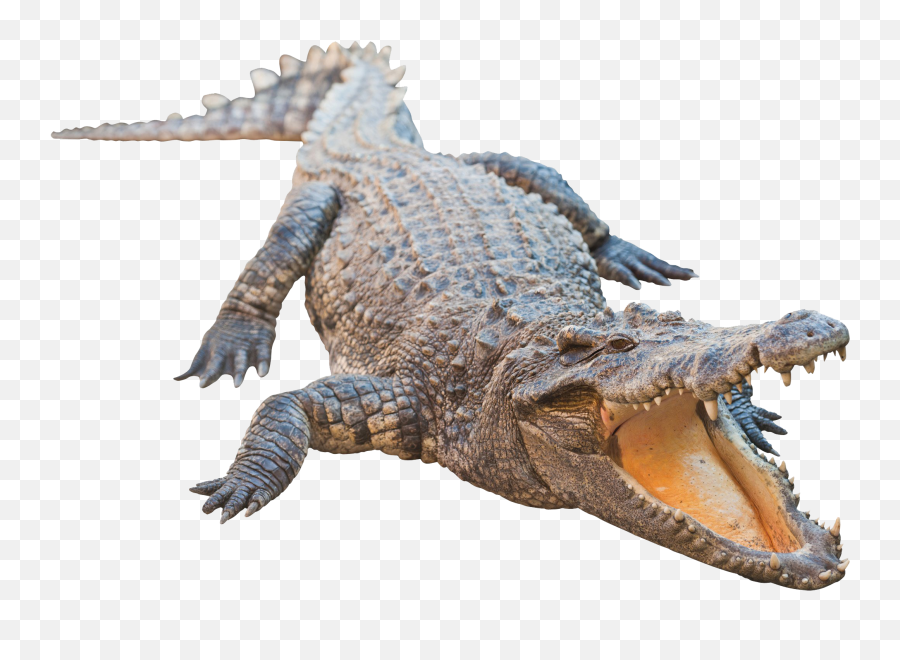 Real Alligator Transparent Image Emoji,Alligator And Man Emoji