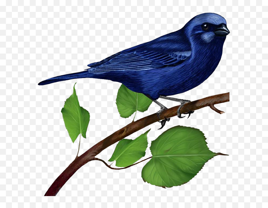 Free Transparent Bird Png Download - Bird In Branch Clipart Png Emoji,Blue Bird Emoji