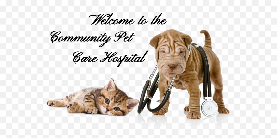 Veterinarians In Lackawanna Community Pet Care Hospital Emoji,Shar Pei Emoticon