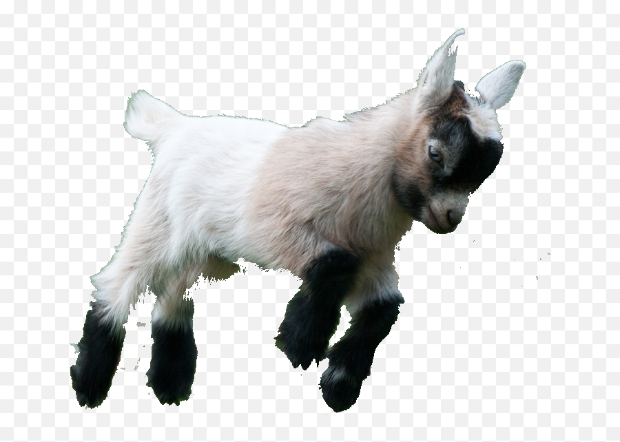 Pygmy Goat Png U0026 Free Pygmy Goatpng Transparent Images - Transparent Goat Emoji,Goat Emoji