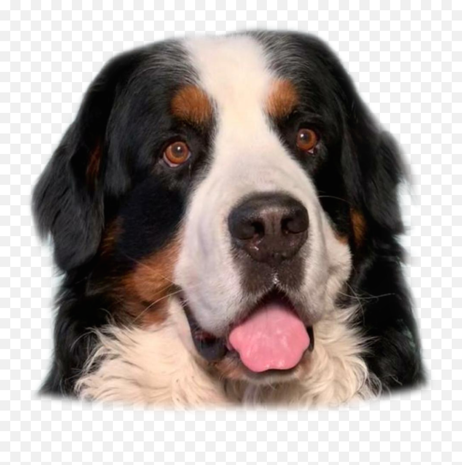 Scotty Sticker - Bernese Mountain Dog Emoji,Bernese Mountain Dog Emoji