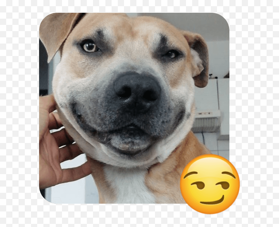 These 20 Doggies Are Totally Ready For World Emoji Day - Collar,Emoji Gift Ideas