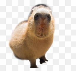 Capybara Sticker - Groundhog Day Emoji,Capybara Emoji