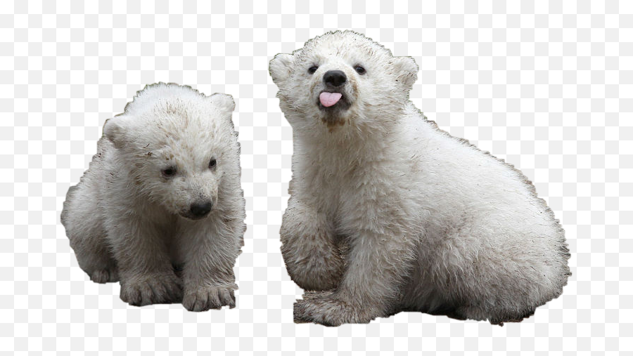 Polar Bears Sticker Challenge - Baby Polar Bear Emoji,Kik Polar Bear Emoji
