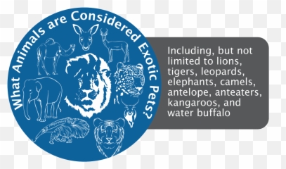 Owning An Exotic Pet Legalities U0026 Liabilities 2021 - Language Emoji,Orangutan Showing Emotions