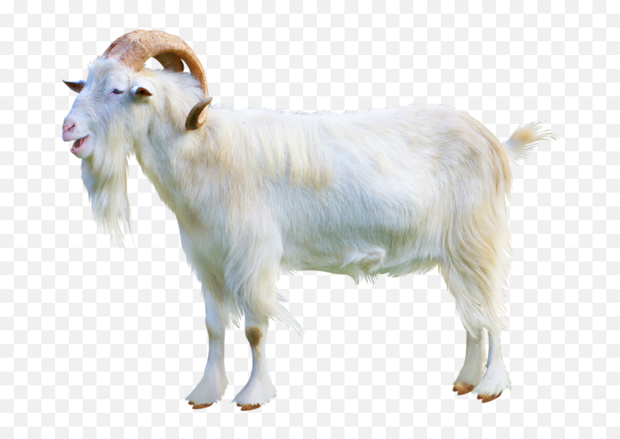 Hybrid Cattle Ahuntz Sheep - Transparent Goat Emoji,Funny Dirty Goat Emojis