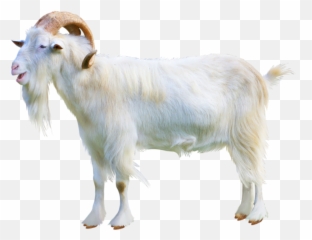 Hybrid Cattle Ahuntz Sheep - Transparent Goat Emoji,Funny Dirty Goat Emojis