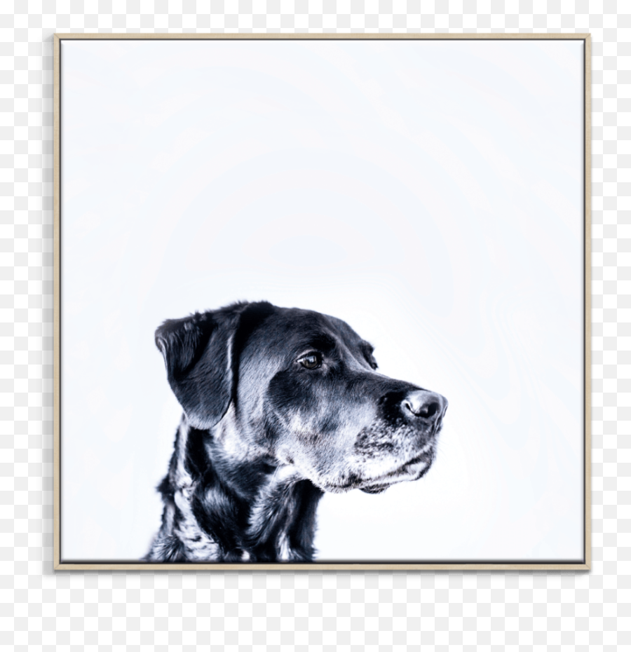 Photographers Lane - Christian Dog Quotes Emoji,Abstract Emotion Photography