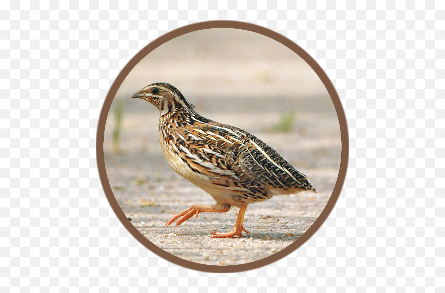 Quail Bird Sounds Apk Download - Quail Pakistan Emoji,Emojis For Gs3