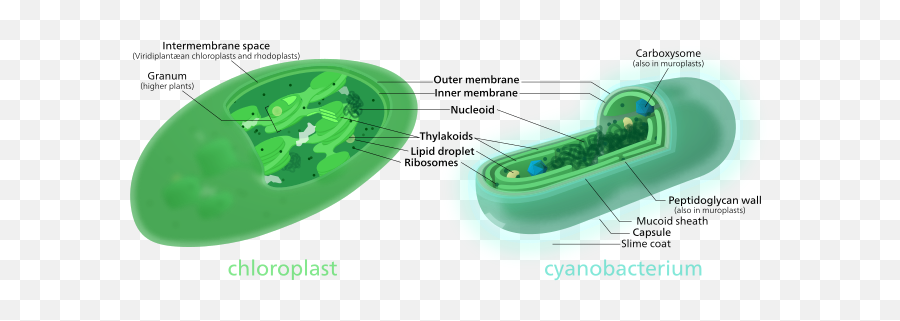 Symbiogenesis - Cyanobacteria And Chloroplast Emoji,Schmitz: Body, Space, And Emotions, 1998.