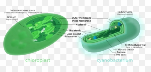 Symbiogenesis - Cyanobacteria And Chloroplast Emoji,Schmitz: Body, Space, And Emotions, 1998.