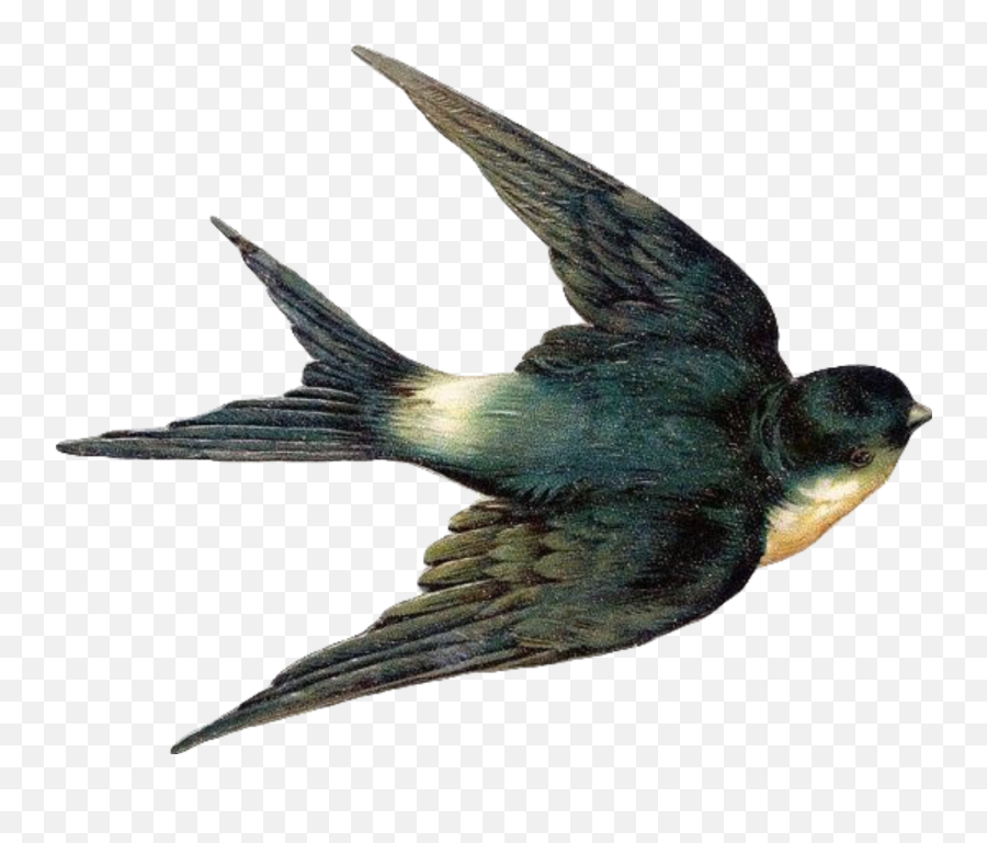 The Most Edited - Vintage Bird Png Emoji,Swallow Emoji