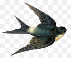 The Most Edited - Vintage Bird Png Emoji,Swallow Emoji
