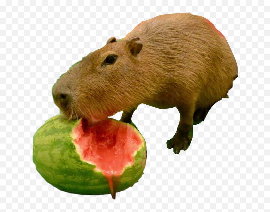 The Most Edited - Capybara Watermelon Emoji,Capybara Emoji
