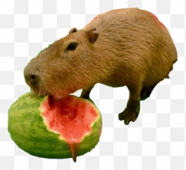The Most Edited - Capybara Watermelon Emoji,Capybara Emoji