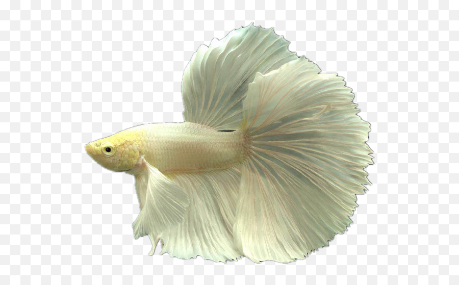 Small Fish Png - Tropical Fish Ornamental Fish Live Thai Betta Fins Png Emoji,Small Fight Emoji