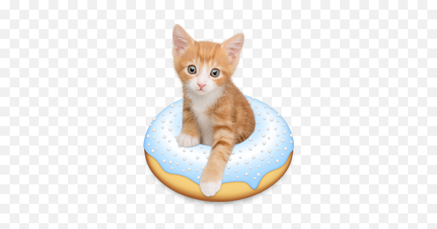 Cute Cats And Kittens Kittens Cutest - Doughnut Kitten Emoji,Pssshhhh Emoji