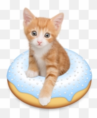 Cute Cats And Kittens Kittens Cutest - Doughnut Kitten Emoji,Pssshhhh Emoji