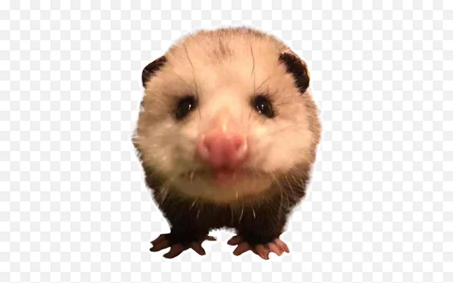 Telegram Sticker 25 From Collection Opossum Coming Emoji,Angry Raccoon Emoji