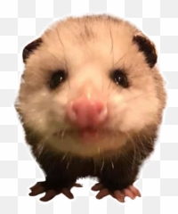 Telegram Sticker 25 From Collection Opossum Coming Emoji,Angry Raccoon Emoji