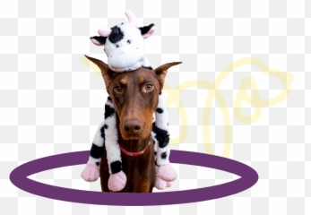 Pet Products - Pet Toys U0026 Accessories In The Us Multipet Emoji,Emoticon Dog Balls