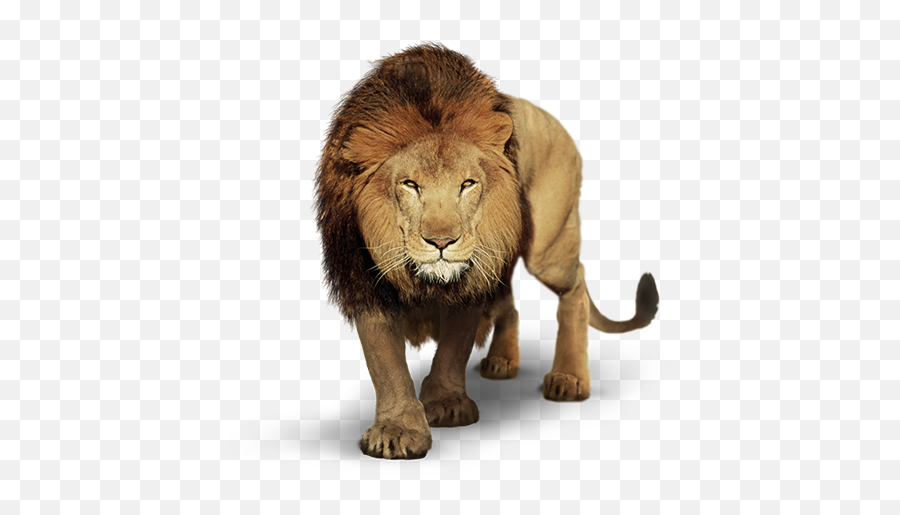 The Coolest Lion Animals U0026 Pets Images And Photos On Picsart - Leão Com Fundo Branco Emoji,Lion Emoji