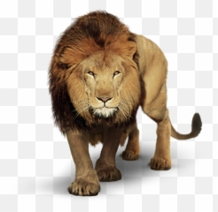 The Coolest Lion Animals U0026 Pets Images And Photos On Picsart - Leão Com Fundo Branco Emoji,Lion Emoji