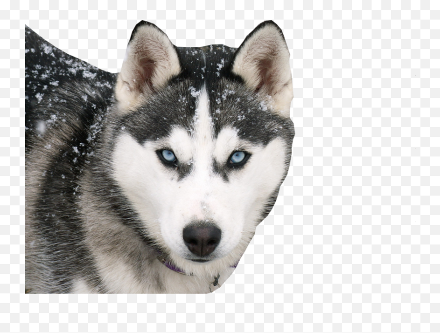 Siberian Husky Psd Official Psds - Siberian Husky Emoji,Husky Emoji