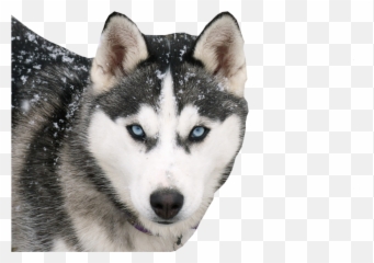 Siberian Husky Psd Official Psds - Siberian Husky Emoji,Husky Emoji