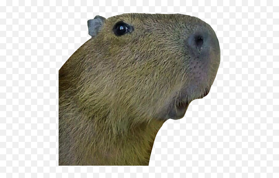 The Most Edited - Groundhog Day Emoji,Capybara Emoji