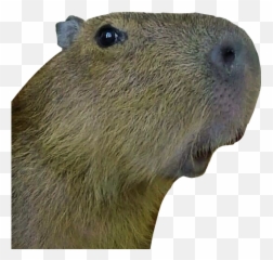 The Most Edited - Groundhog Day Emoji,Capybara Emoji