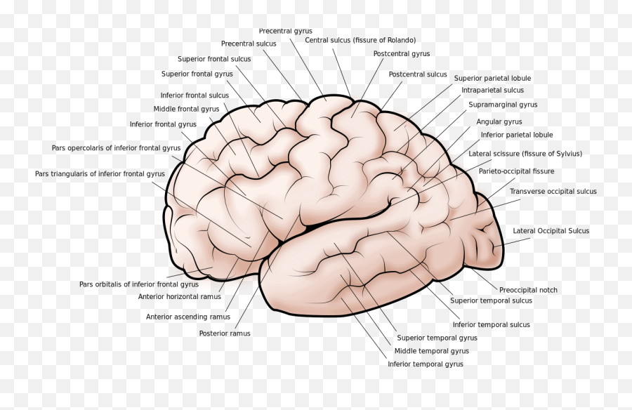 Cerebral Cortex Facts Layers Levels Functions U0026 Summary - Cerebral Cortex Emoji,Part Of Brain For Emotion