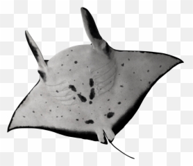 Stingray Ray Underwater Creature - Manta Ray Emoji,Stingray Emoji