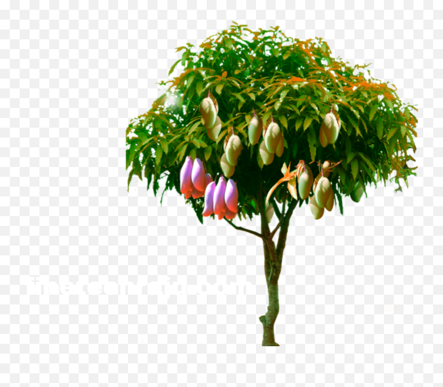 Mango Tree Png Image And Transparent Colourful Design - Mango Tree Images Download Emoji,Transparent Mango Emoji
